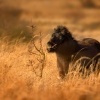 Kun divoky - Equus ferus - Exmoor Pony 5960